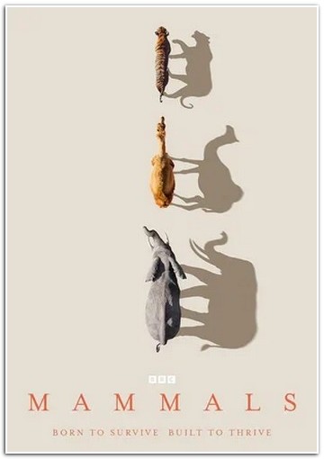 BBC: Млекопитающие / Mammals (2024) WEBRip [H.264/1080p] (сезон 1, серии 1-6 из 6) Pazl Voice