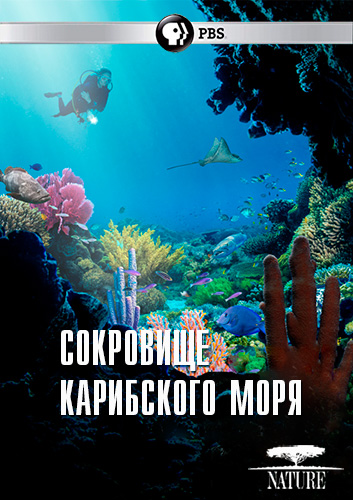 PBS Nature: Сокровище Карибского моря / Treasure of the Caribbean (2023) WEB-DL [H.264/1080p] (сезон 41, эпизод 12)