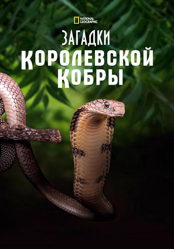 NG: Загадки королевской кобры / Secrets of the King Cobra (2008) WEB-DL [H.264/1080p]