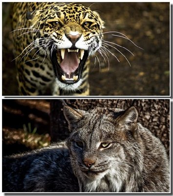 Big Cats Wallpaper (21.01.13) [Wallpapers]