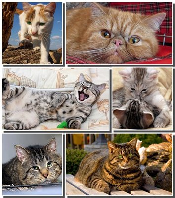 Cat Wallpapers (21.01.13) [Wallpapers]
